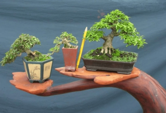 Cây Bonsai  nghệ thuật cây cảnh tao nhã phóng khoáng