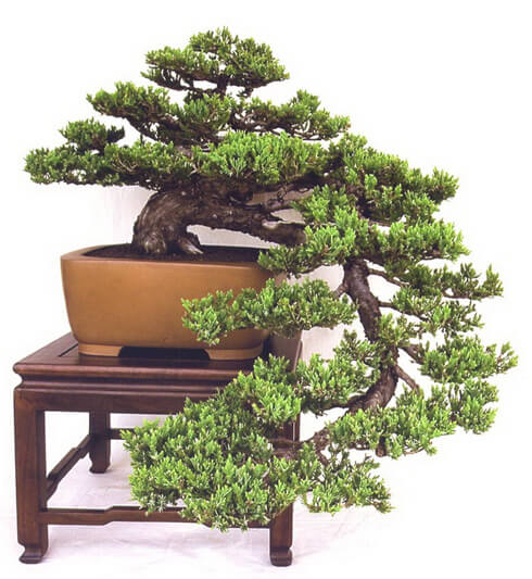 Top 10 Cây cảnh bonsai dáng huyền đẹp nhất