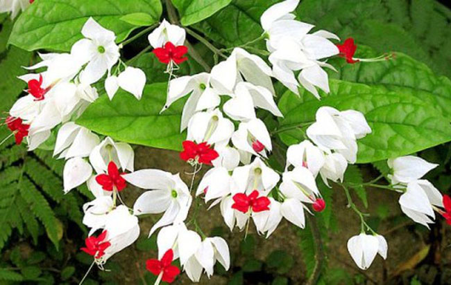 Cách trồng hoa ngọc nữ trắng đơn giản đẹp lung linh tại nhà