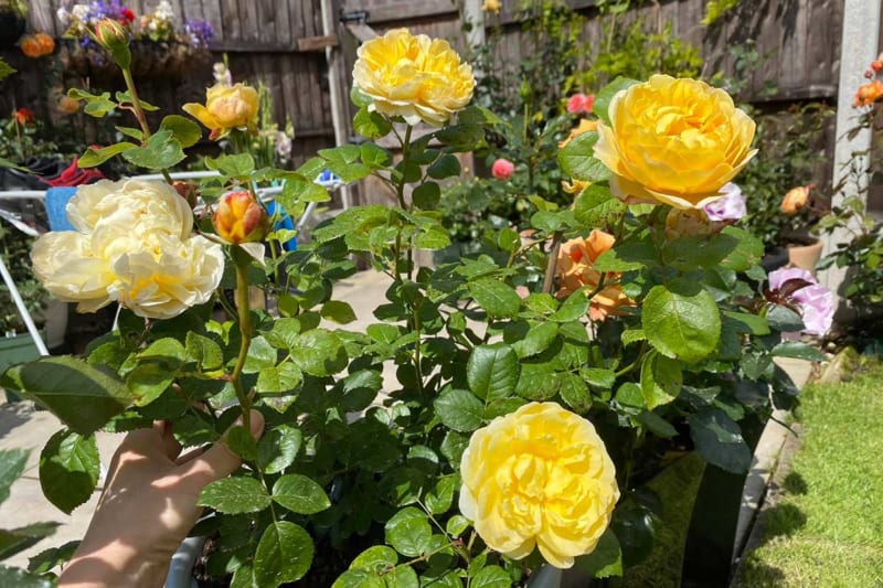 10 loại cây hoa hồng đẹp nhất và Cách chăm sóc để ra hoa nhanh - KHBVPTR